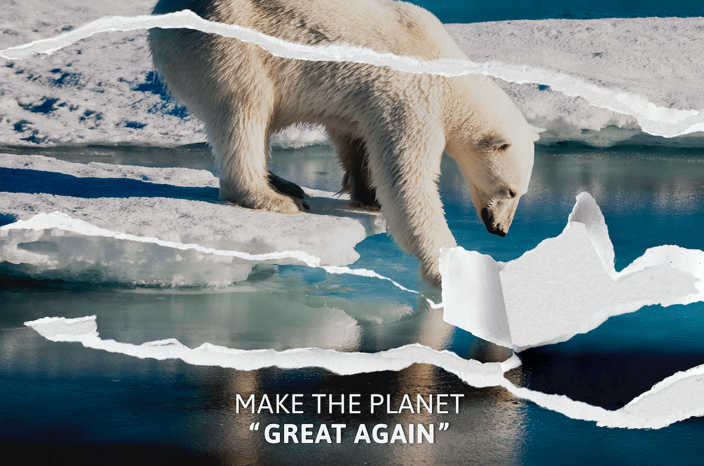 ours polaire fonte des glaces réchauffement climatique