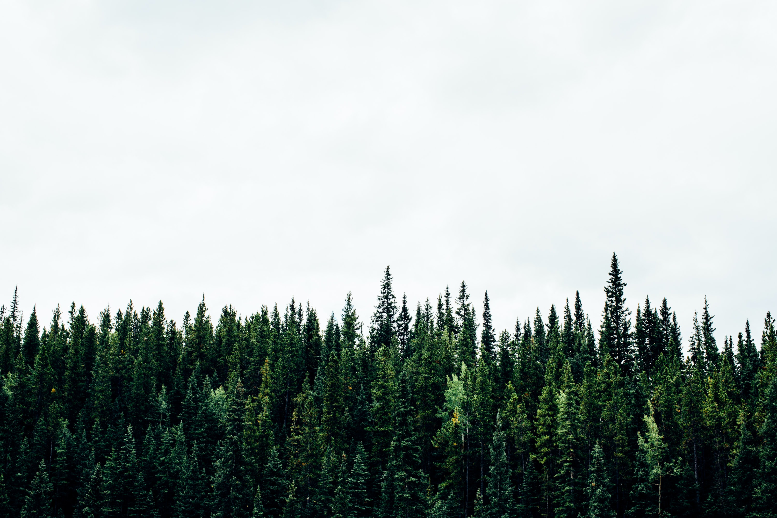 forêt canadienne avec des grands pins