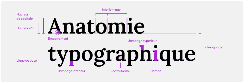 anatomie typographique